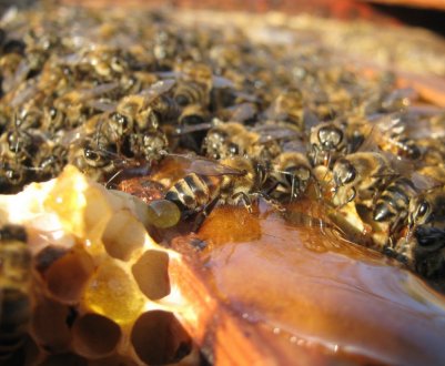 Як правильно підгодовувати бджіл взимку?