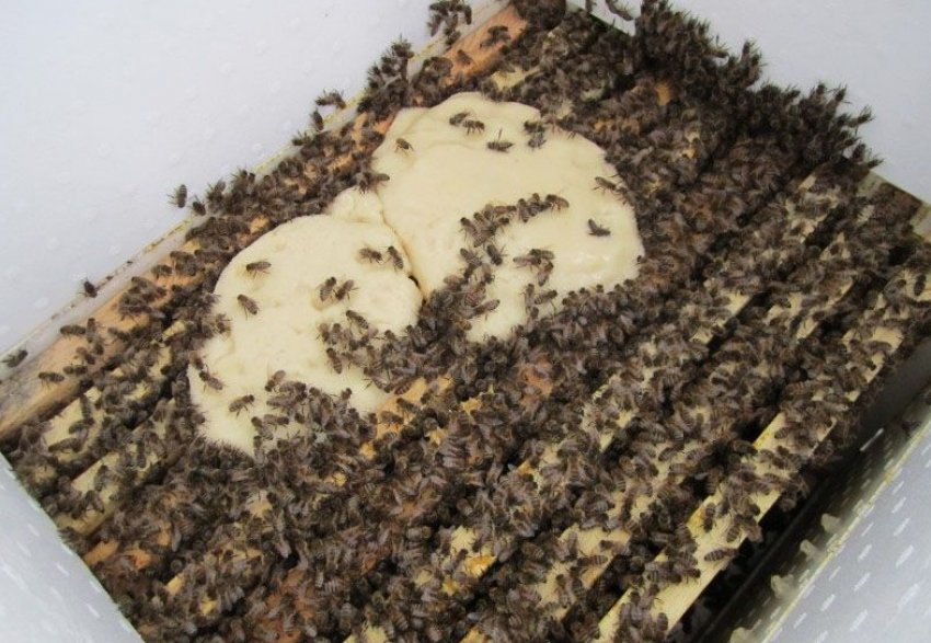 Підгодівля бджіл Підгодівля бджіл