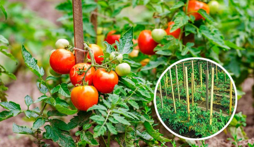 Підв'язка до кілочків