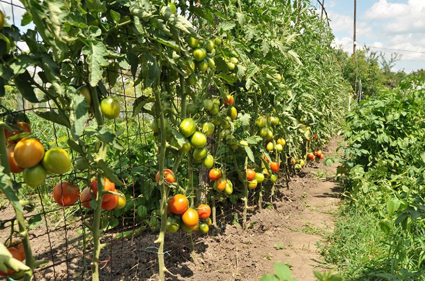 Підв'язка до шпалері