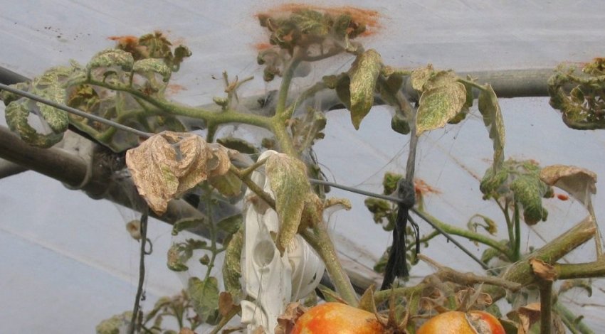 Павутинний кліщ