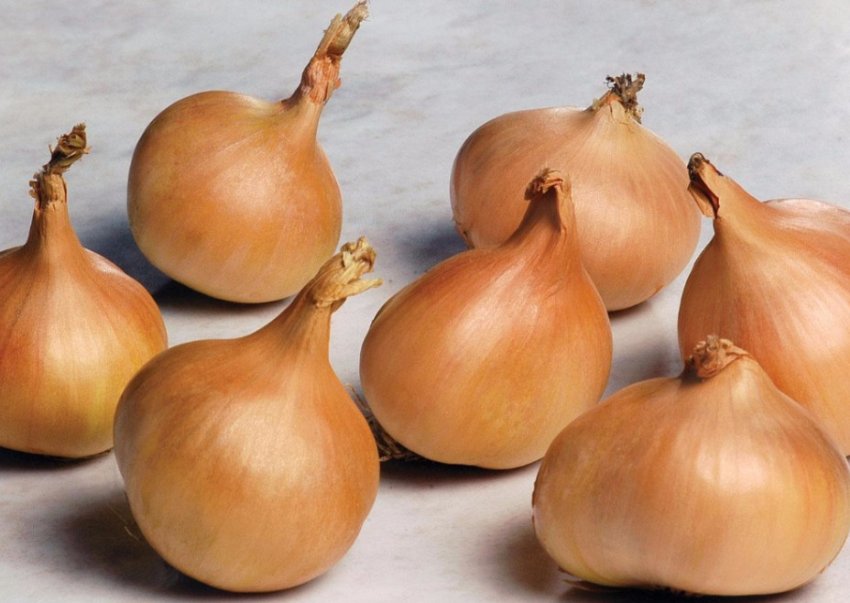 Лук-шалотт Лук-шалотт