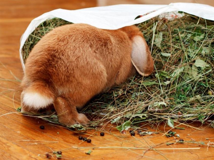 Карликові кролики