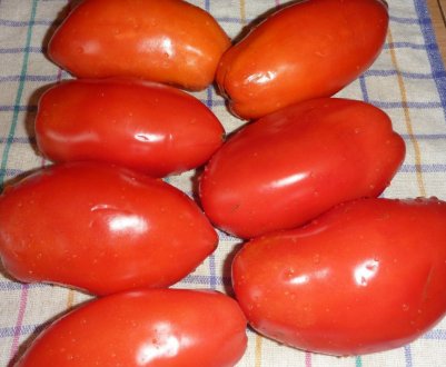 Томат Княгиня: опис сорту, особливості вирощування та догляду