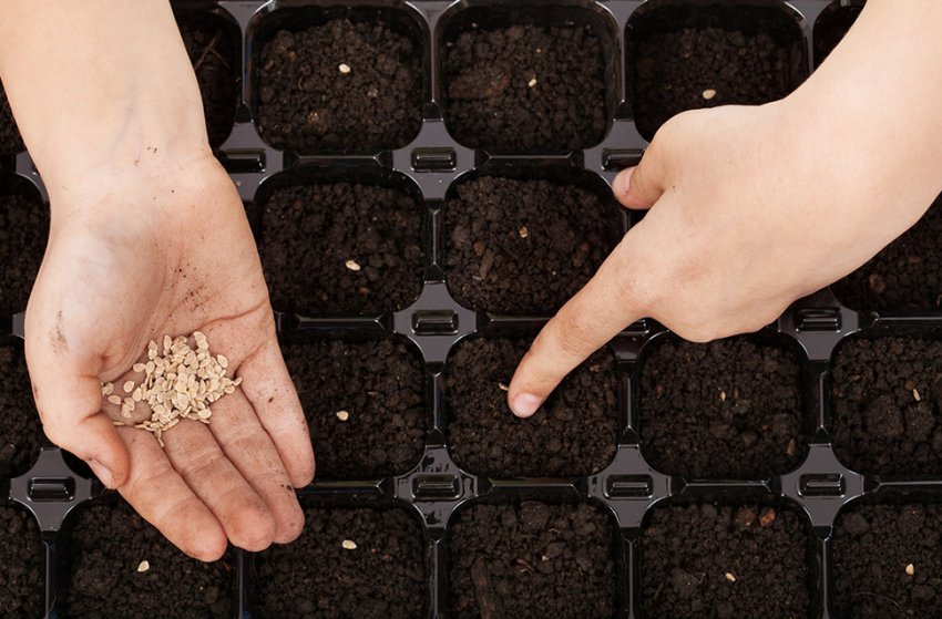 Посів насіння Посів насіння