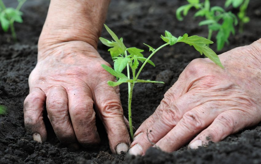 Висадка розсади томатів Висадка розсади томатів