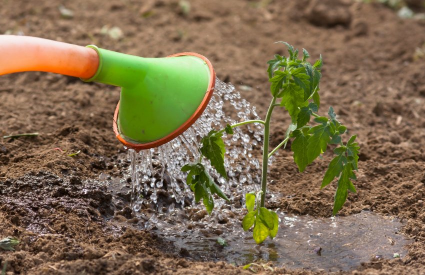Полив томатів Полив томатів