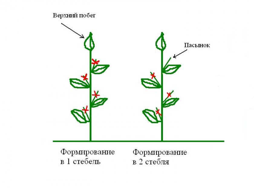 Формирование куста Формирование куста