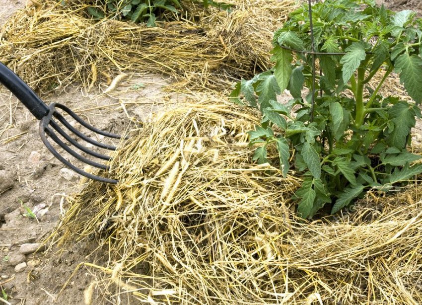 Мульчування Мульчування