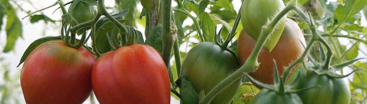 Помідори Полуничне дерево: опис, особливості вирощування вдома і на підвіконні