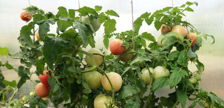 Томат Демидов Томат Демидов