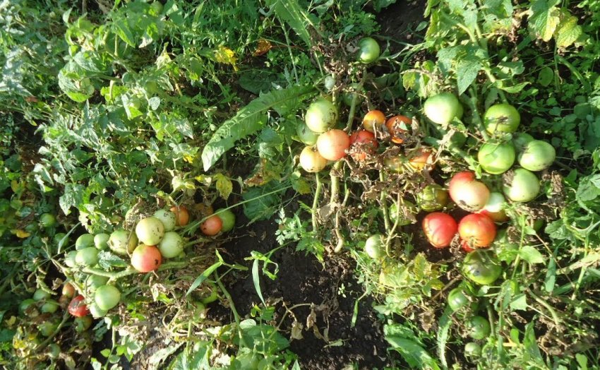 Томати Демидов Томати Демидов