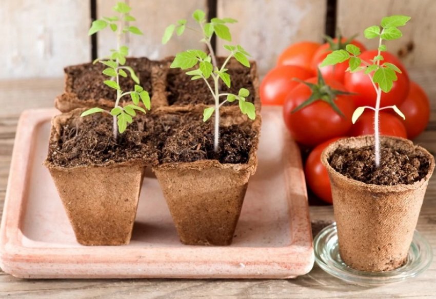 Розсада томатів Розсада томатів