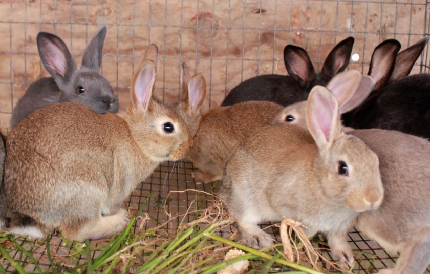 Кролиководство как выгодный бизнес: преимущества и недостатки