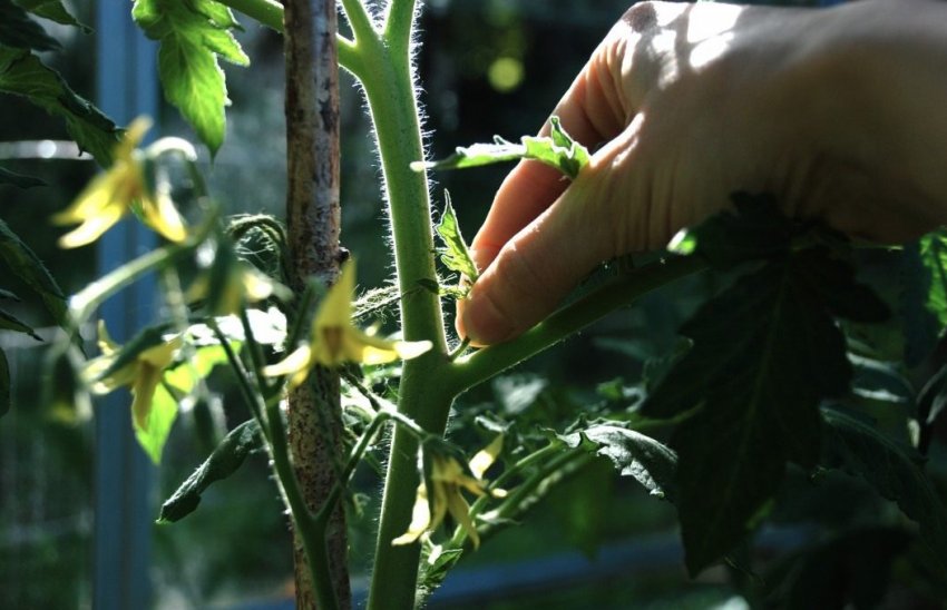 Пасинкування Пасинкування