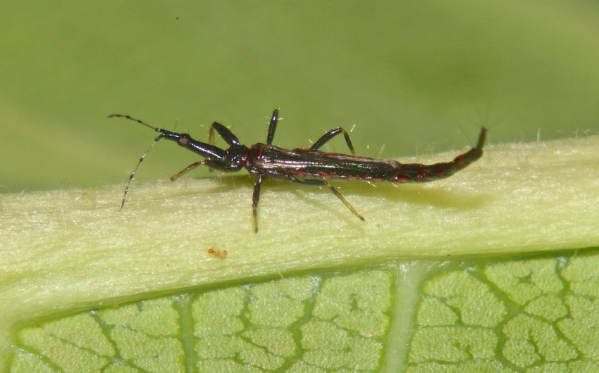 Трипси Трипси