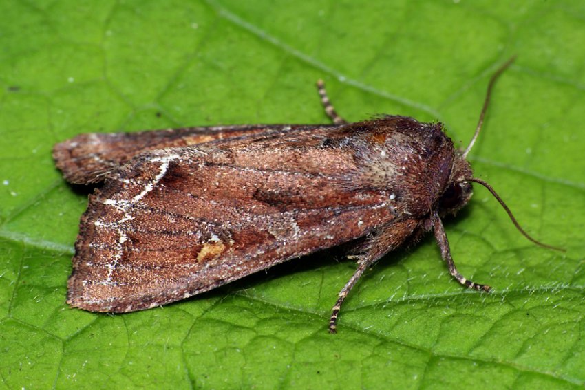 Городня совка Городня совка