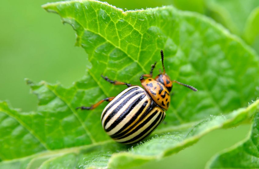 Колорадський жук Колорадський жук