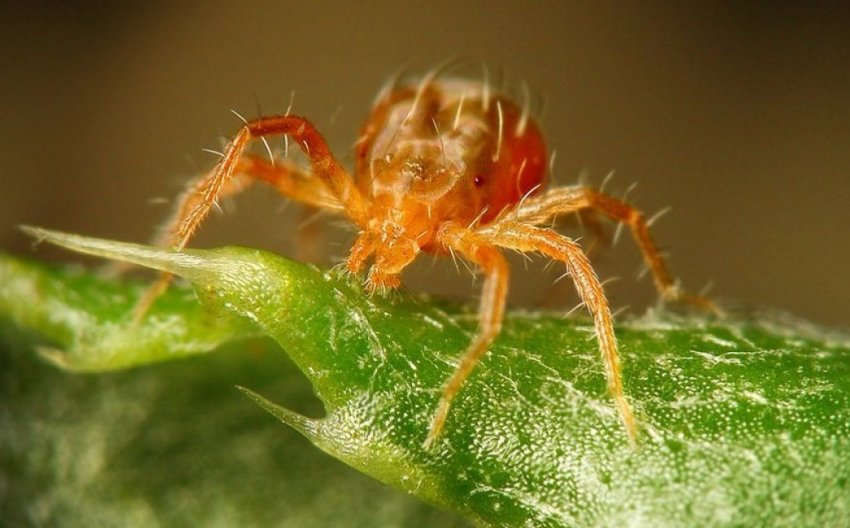 Іржавий кліщ Іржавий кліщ