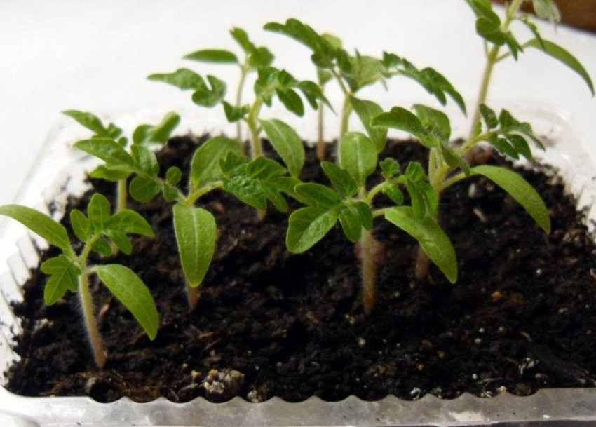 Розсада томатів