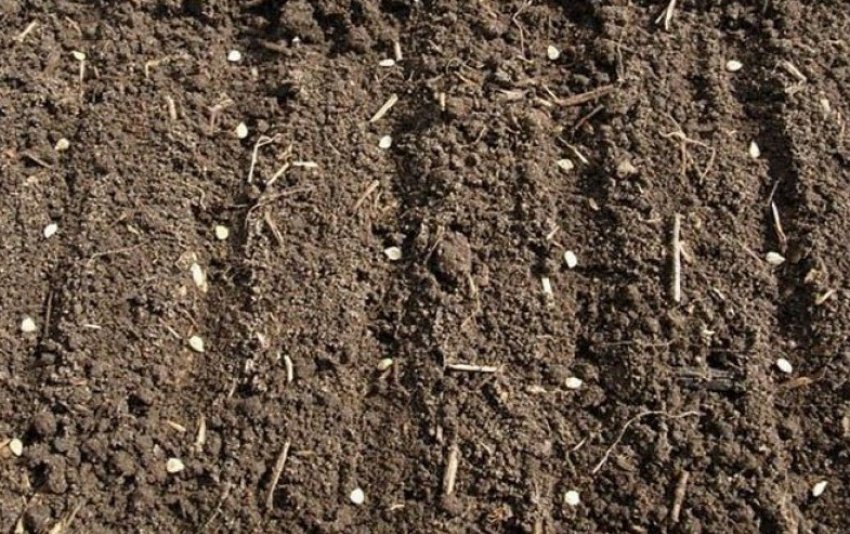 Посадка насінням у ґрунт