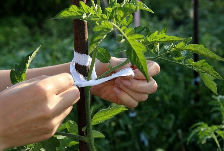 Підв'язування кущів