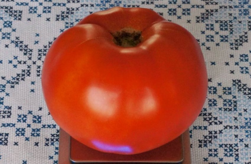 Томат Король ранніх