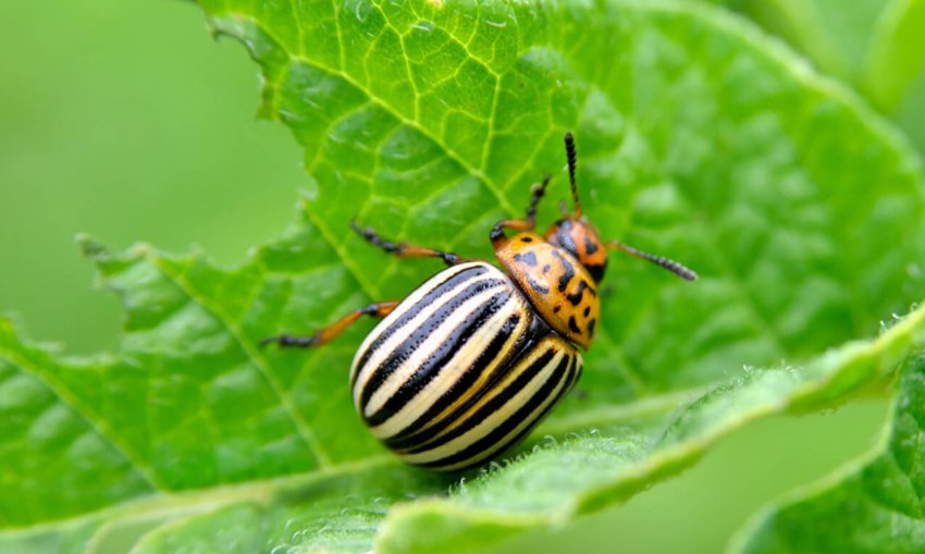 Колорадський жук