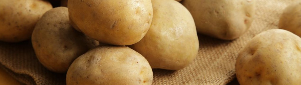 Картопля Лілея: характеристика та особливості вирощування сорту