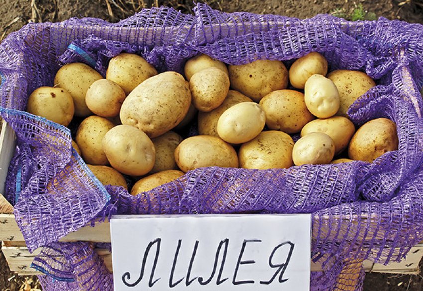 Какие ранние сорта картофеля. Картофель сорт Лилея белорусская. Сорт картофеля Бернина. Сорт картофеля Латона. Сорт картофеля Лилея.