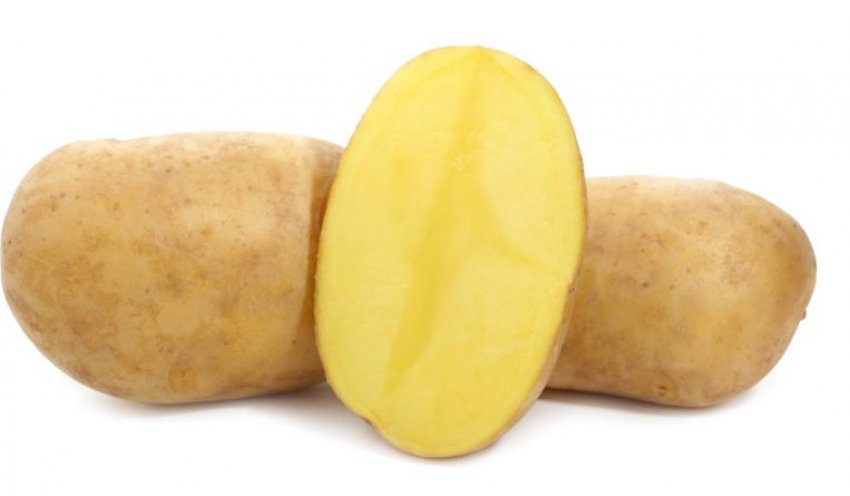 Картоплю сорту Лілея