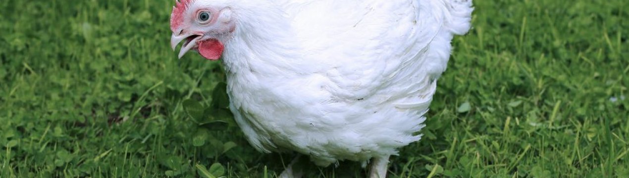 Норми температурного режиму при вмісті бройлерів