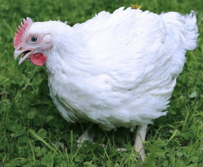 Норми температурного режиму при вмісті бройлерів