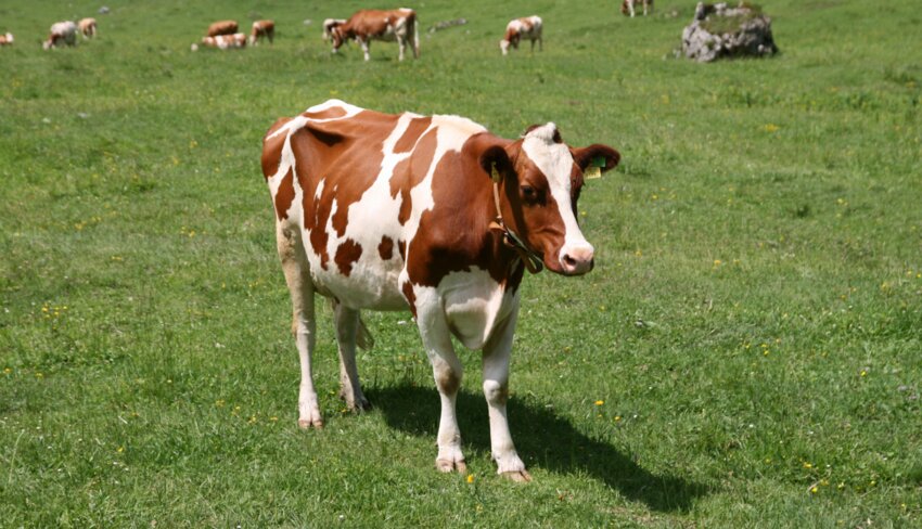 Вибір саджанця