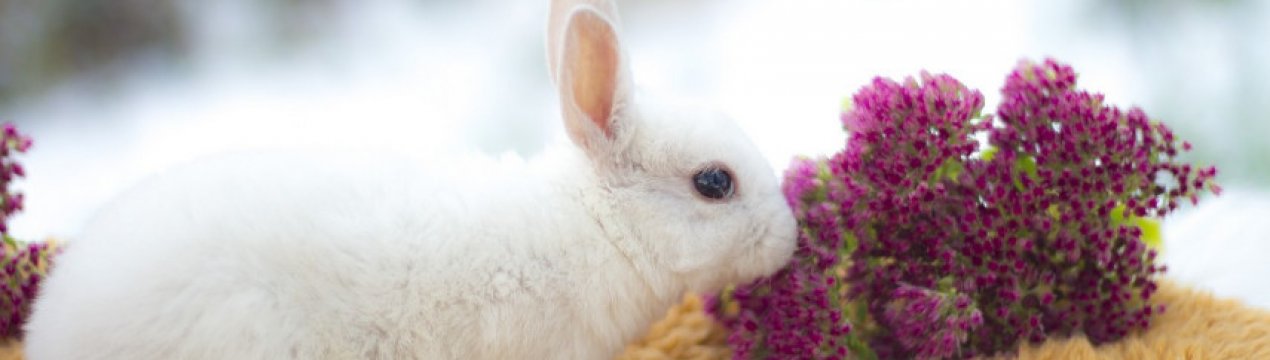 Середня тривалість життя кроликів