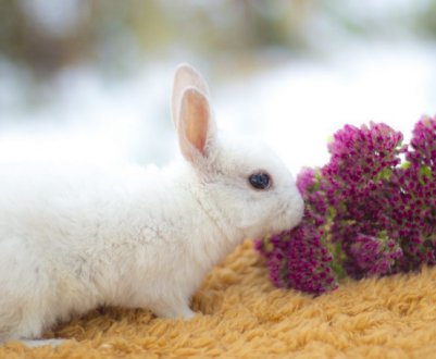 Середня тривалість життя кроликів