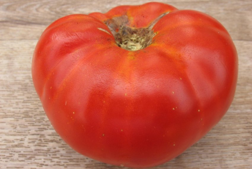 Томат Андріївський сюрприз Томат Андріївський сюрприз