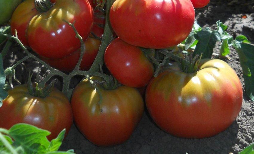 Томат Андріївський сюрприз Томат Андріївський сюрприз