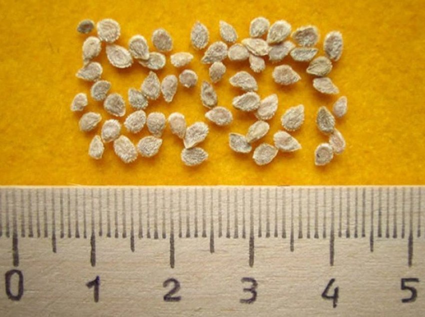 Підготовка насіння Підготовка насіння