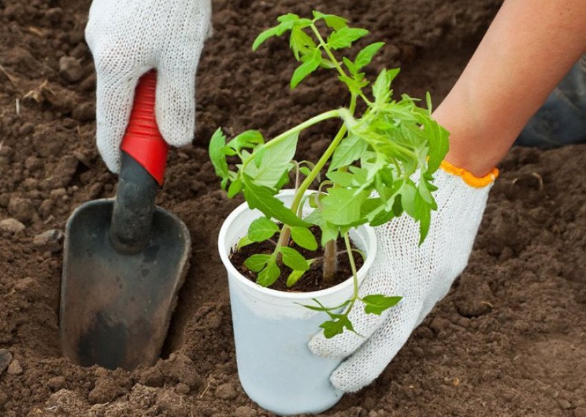 Висадка розсади на постійне місце Висадка розсади на постійне місце