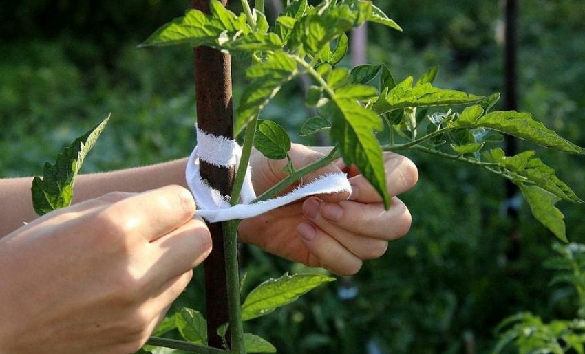 Підв'язка томатів Підв'язка томатів