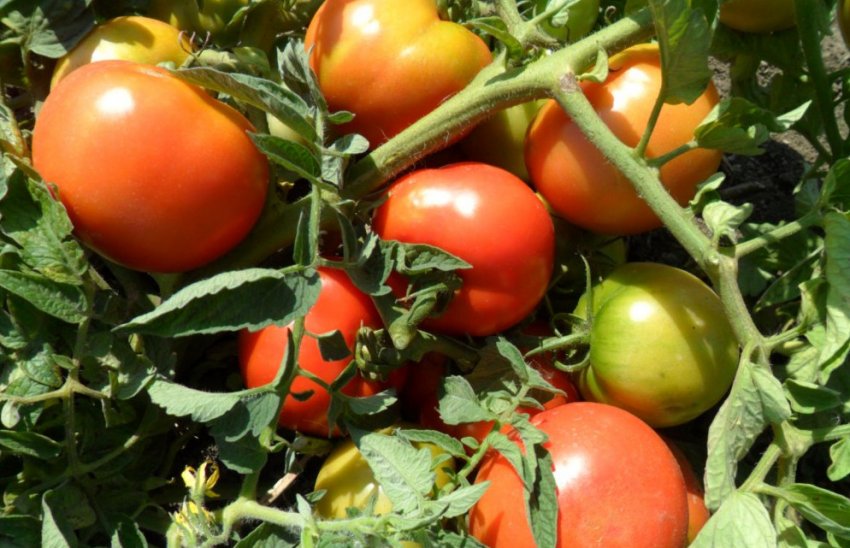 Помідори Титан