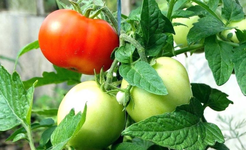 Московський скоростиглий