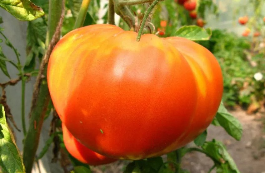 Королівський