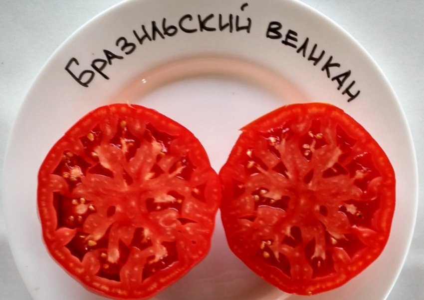 Бразильський велетень