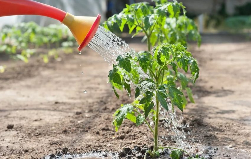 Полив томатів
