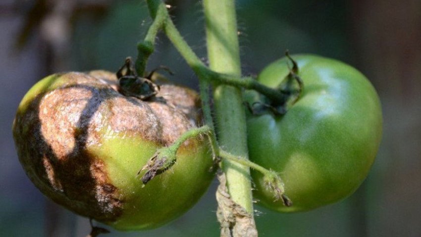 Фітофтороз