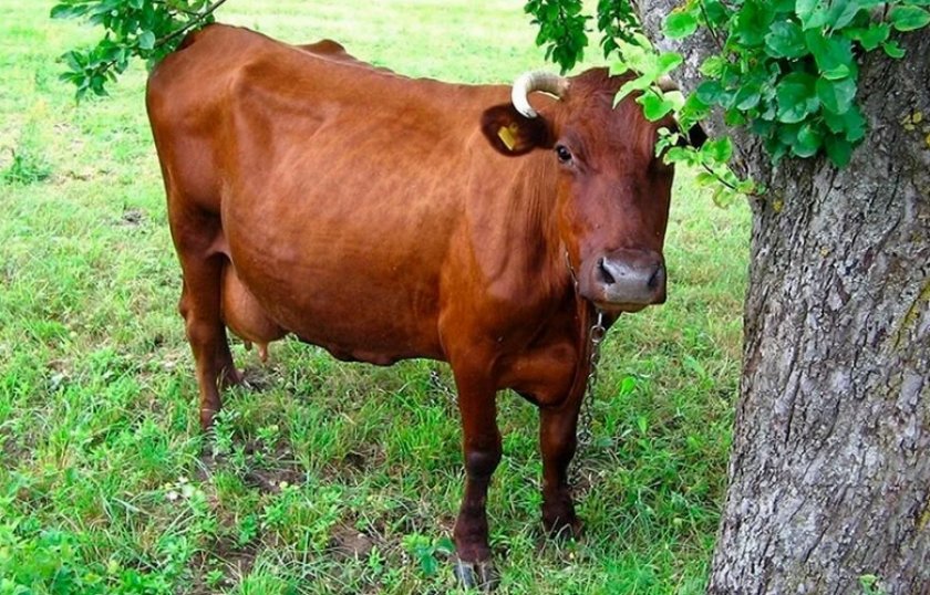 Корова красногорбатовской породы