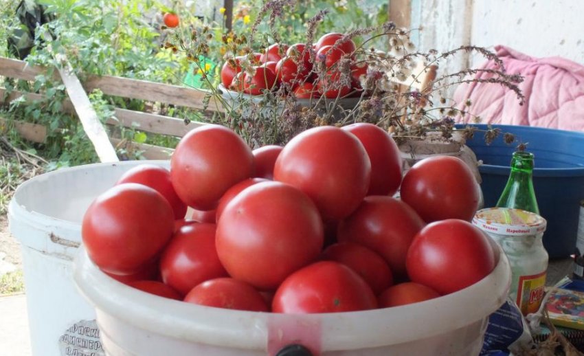 Збір урожаю