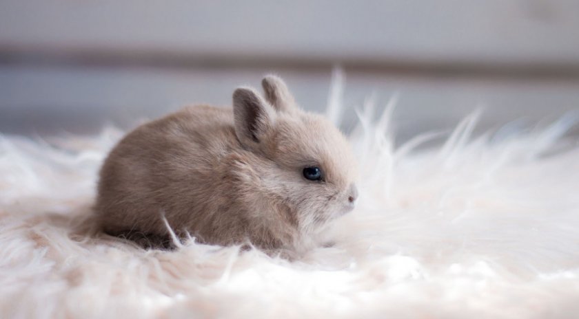 Декоративный кролик карликовый цветной